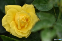 薔薇