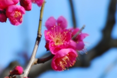 梅浪漫 2 梅浪漫 2