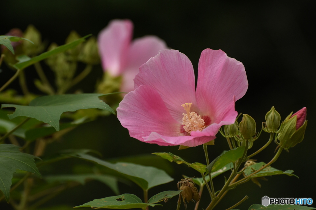 芙蓉 Cotton rose