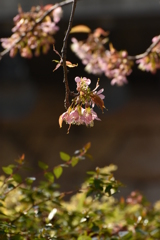 桜咲く