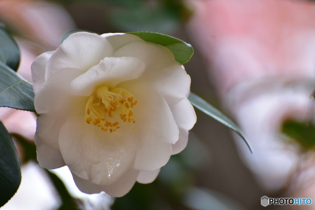 山茶花の涙