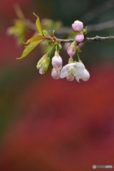 冬に咲く桜