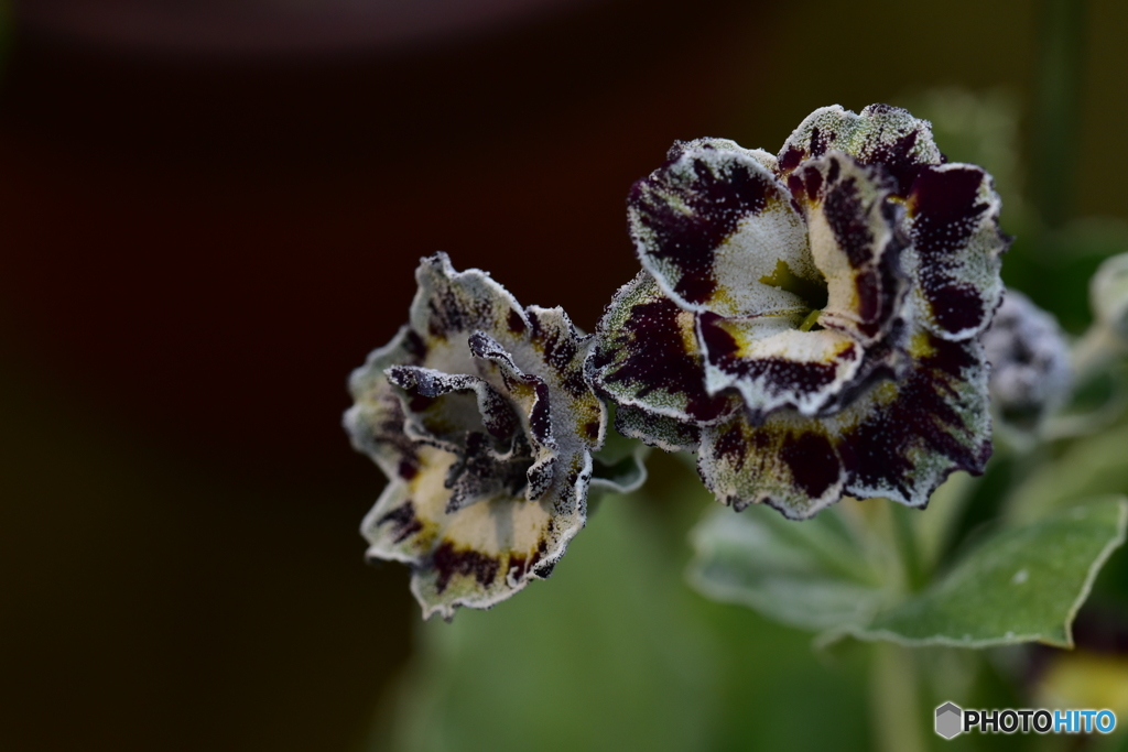 プリムラオーリキュラ・マーリン