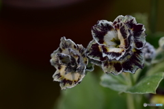 プリムラオーリキュラ・マーリン