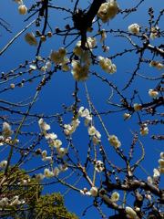 空高く