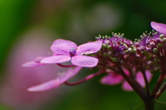 額紫陽花