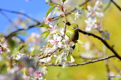 こんちは