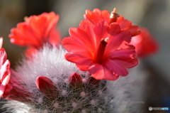 サボテンの花