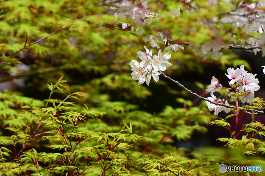 桜と春の紅葉