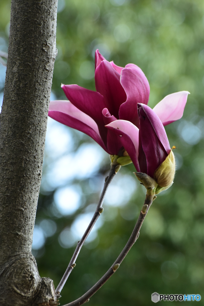 気高く開花