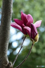 気高く開花