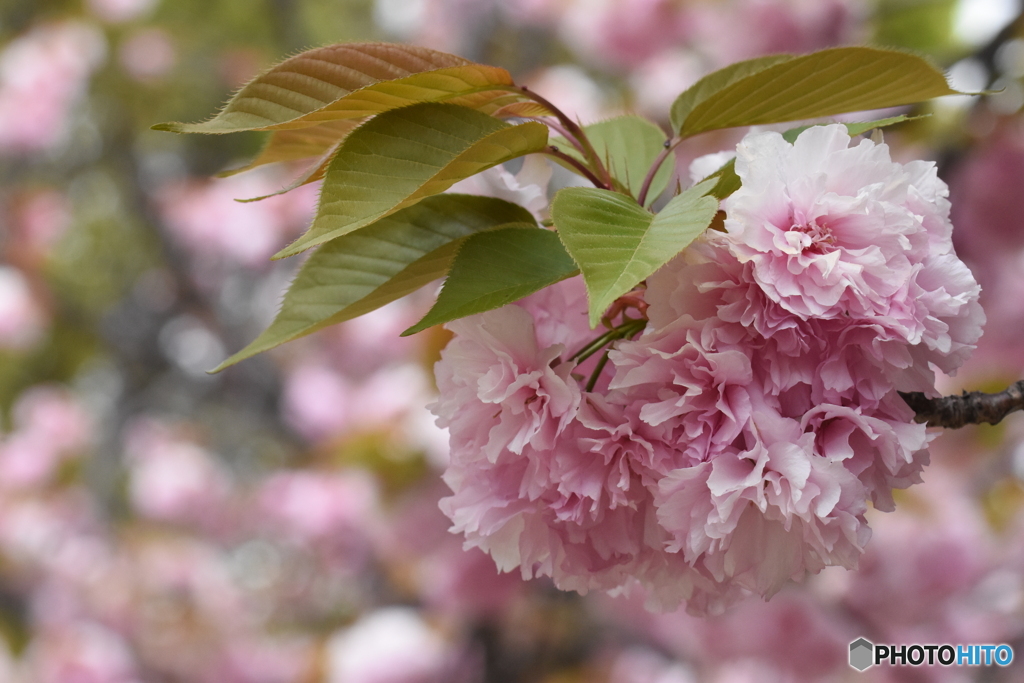 八重桜