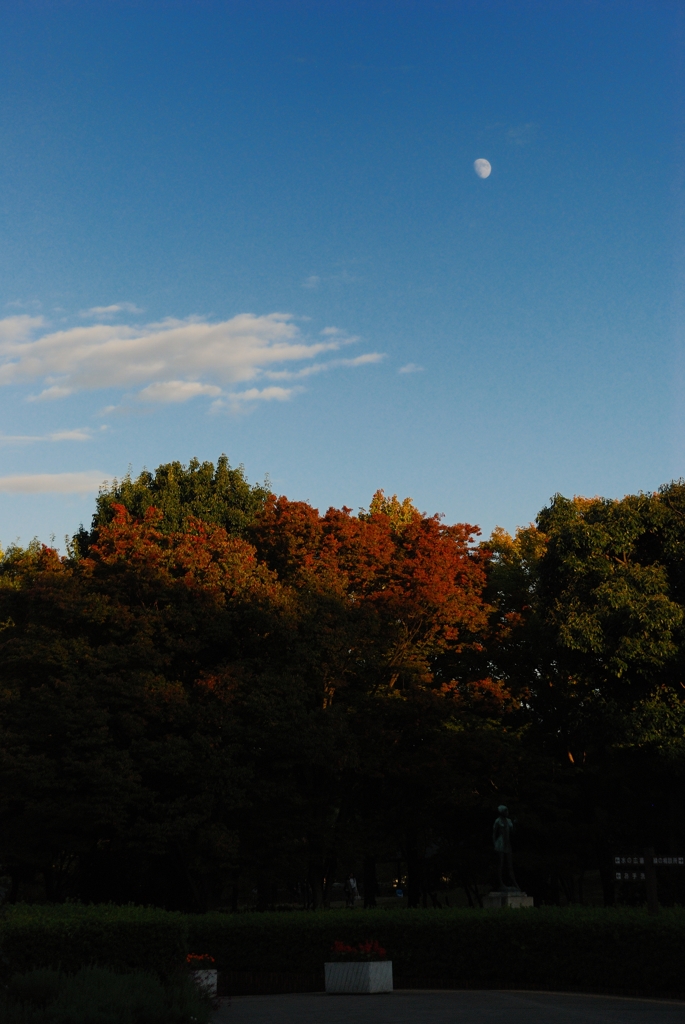 月と紅葉