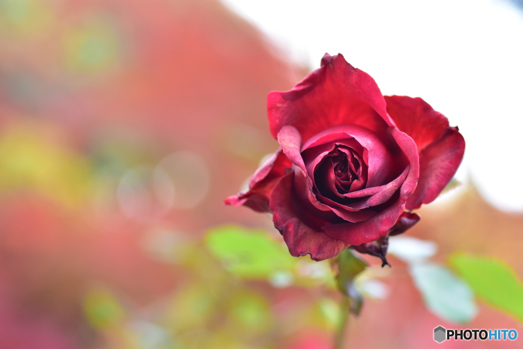 12月の薔薇 ２