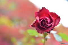 12月の薔薇 ２