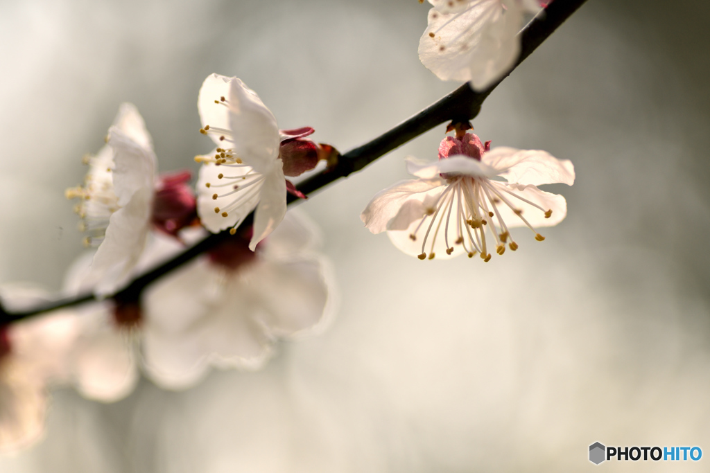 花明かり(杏)