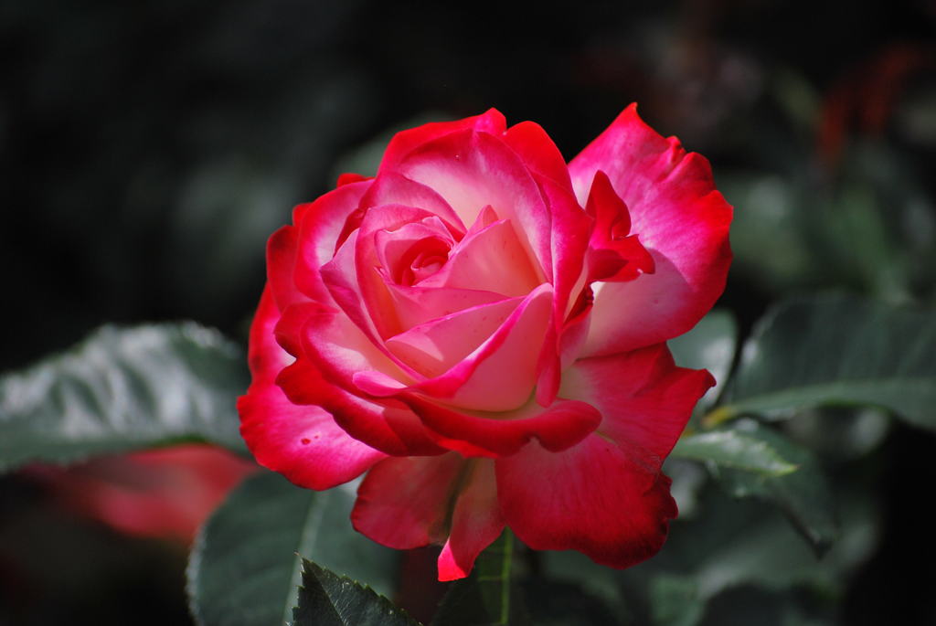 荒牧バラ公園Ⅱ-19