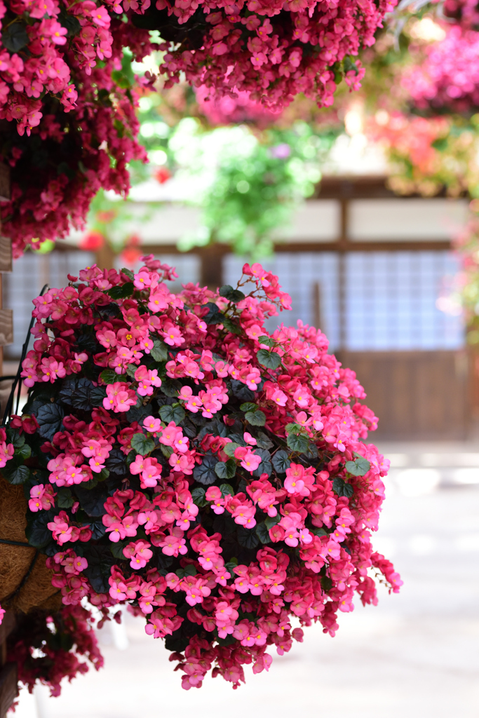 花のある情景