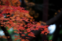 公園の秋