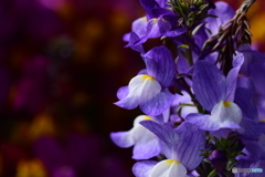 Nemesia