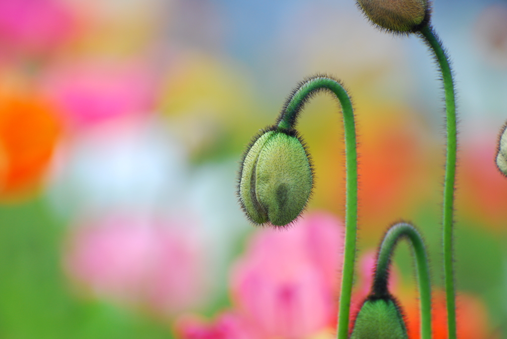 蕾