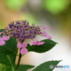 紫陽花