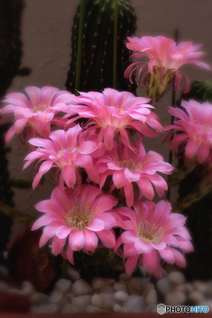 サボテンの花