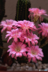 サボテンの花