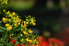 アンデスの乙女