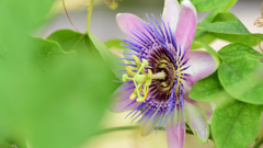 Passion flower