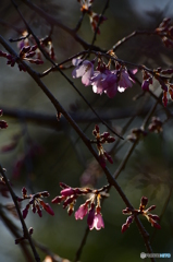 枝垂桜　咲く