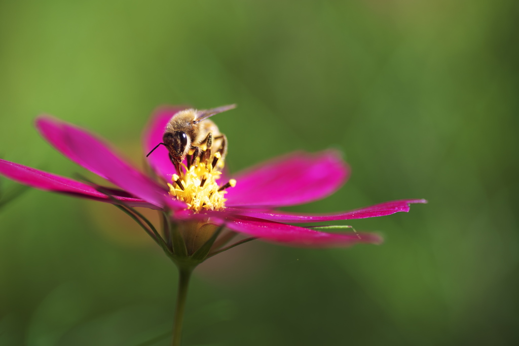 花と蜂2