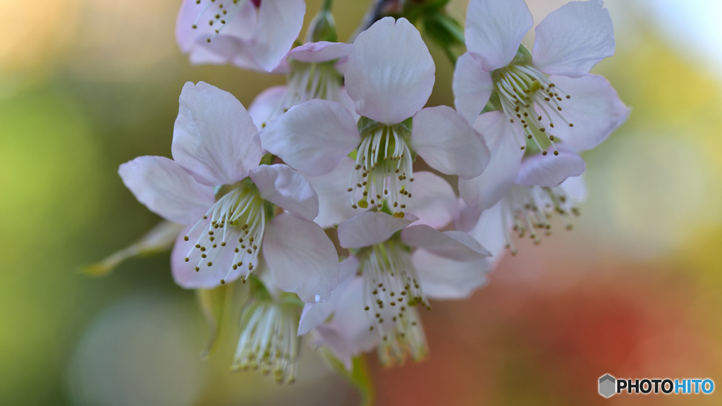 ヒマラヤ桜