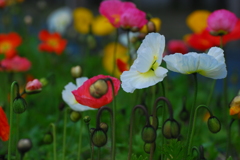 ひなげしの花