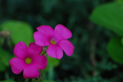 可愛い花