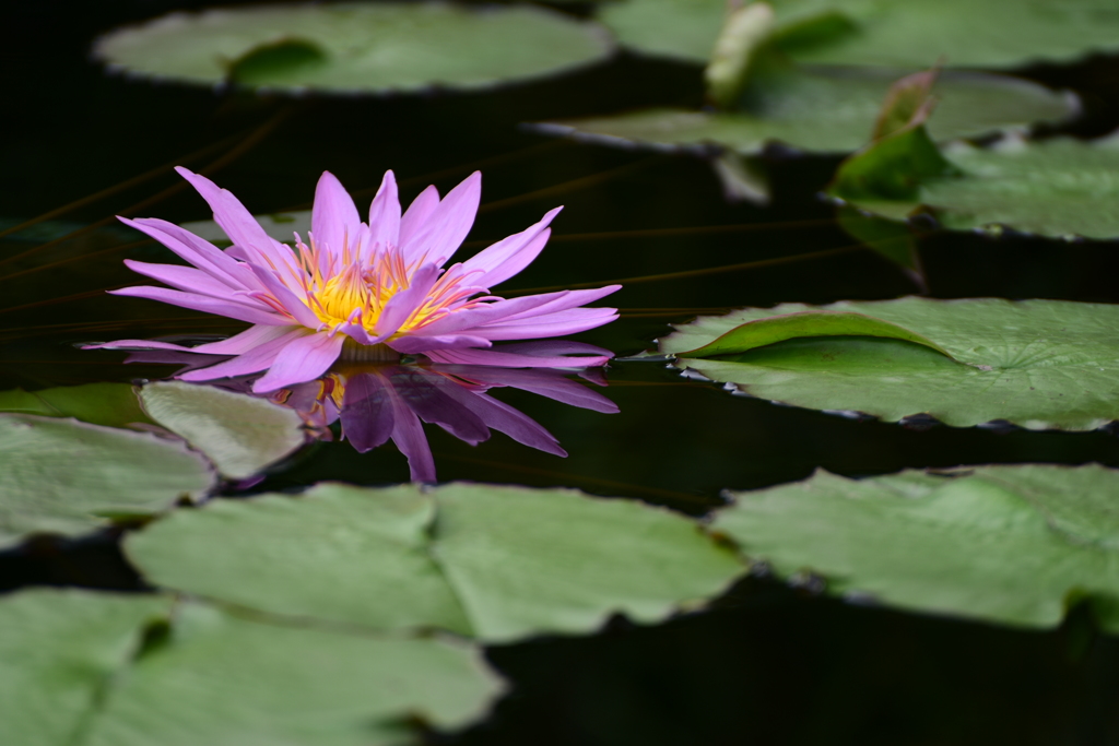Nymphaea colorata