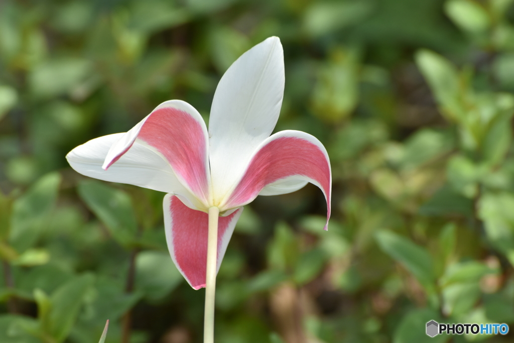 花びら模様