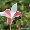 花びら模様