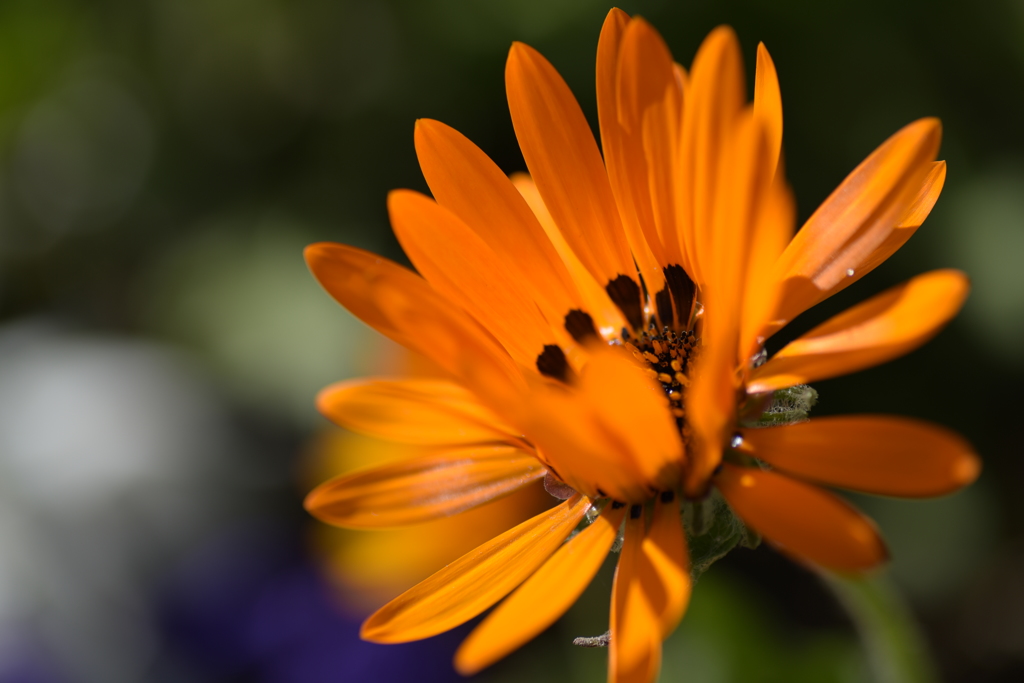 春陽に誘われて咲く