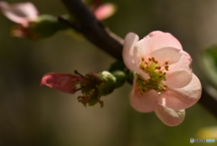 魅感的な花