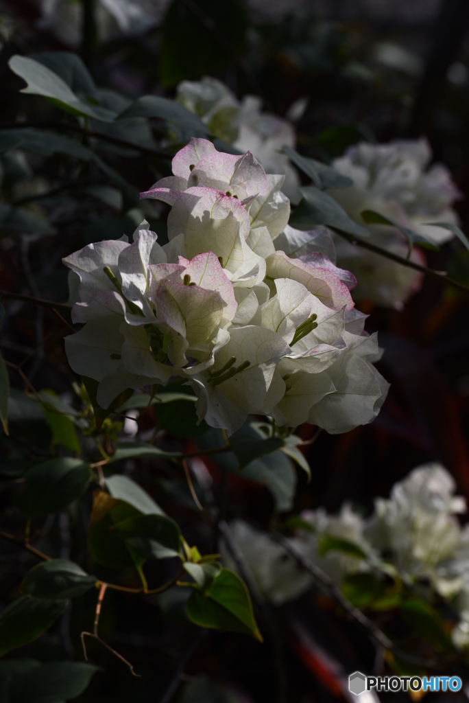 Bougainvillea