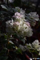 Bougainvillea