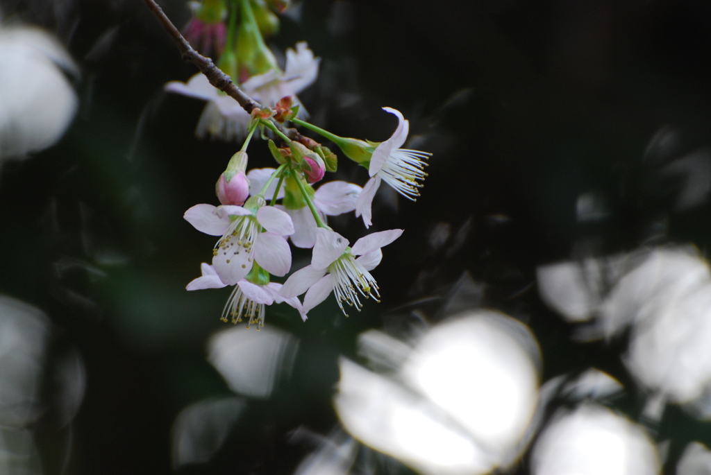 冬に咲く桜　１