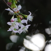 冬に咲く桜　１