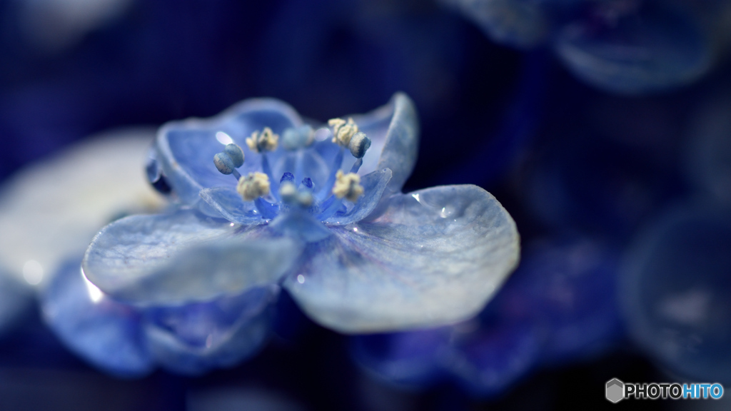 紫陽花