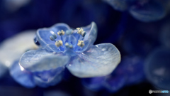 紫陽花