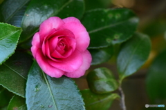 山茶花