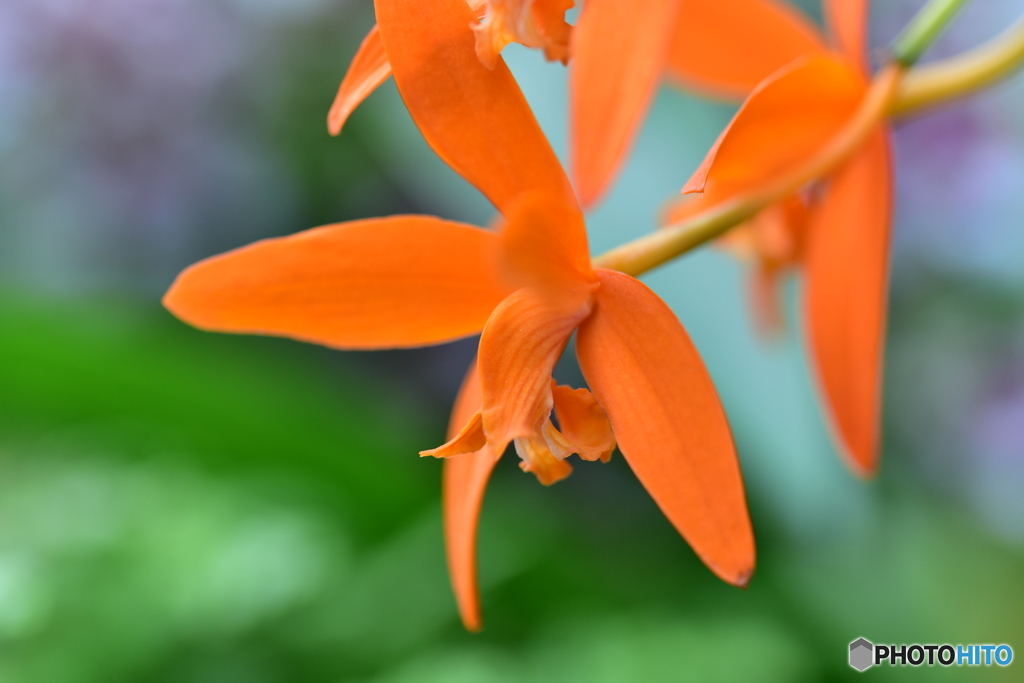 オレンジ色の花
