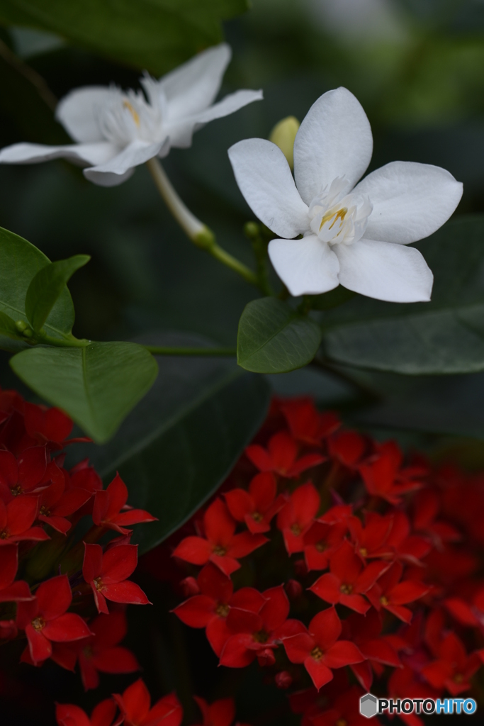 花