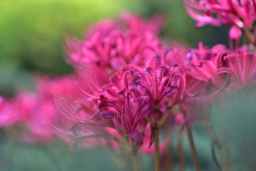 Lycoris